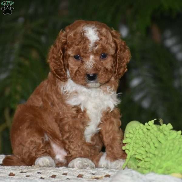 Milan, Cavapoo Puppy